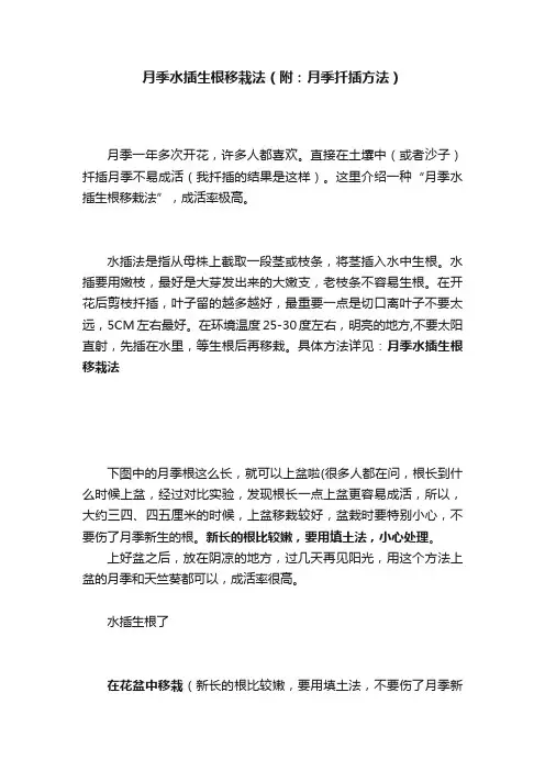 月季水插生根移栽法?（附：月季扦插方法）