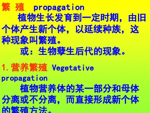 药用植物学(第三章4)