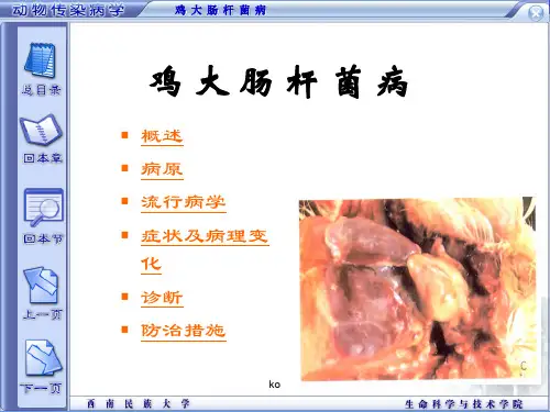 鸡大肠杆菌病症状及病理变化PPT课件.ppt