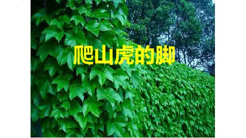新部编版语文四年级上册《爬山虎的脚》ppt教学课件