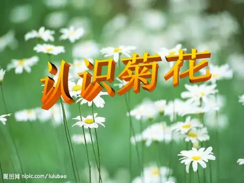 幼儿园中班科学《美丽的菊花》PPT