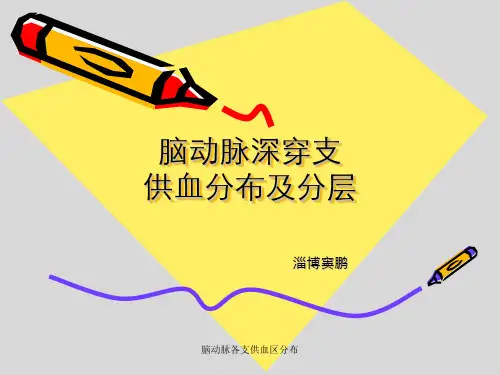 脑动脉各支供血区分布 (2)