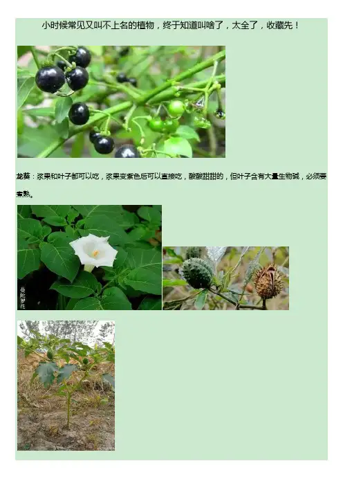 小时候常见又叫不上名的植物名字收集(图文史上最全)