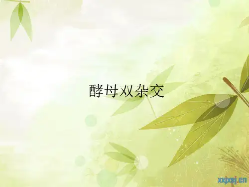 育种--酵母双杂交