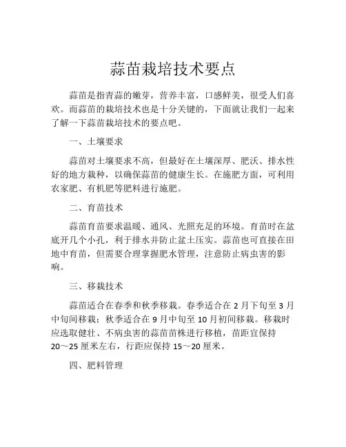 蒜苗栽培技术要点