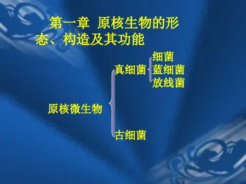 原核微生物的形态、构造和功能