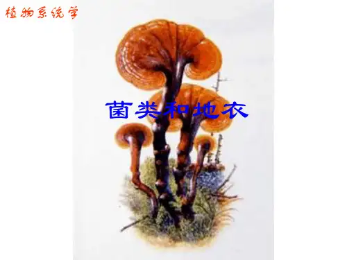植物分类-菌类和地衣