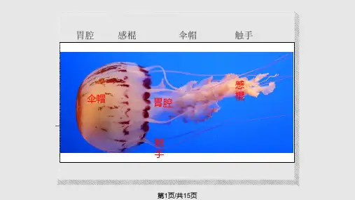 最古老的海洋生物——小水母PPT课件