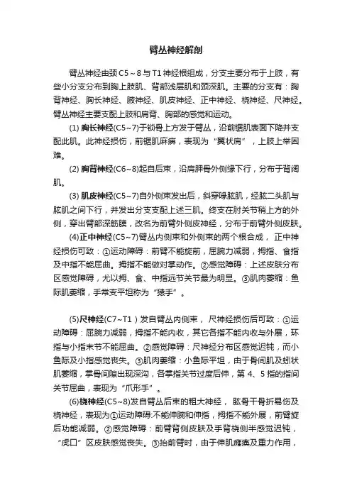 臂丛神经解剖