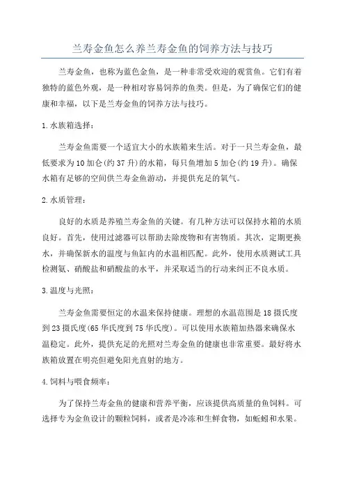 兰寿金鱼怎么养兰寿金鱼的饲养方法与技巧