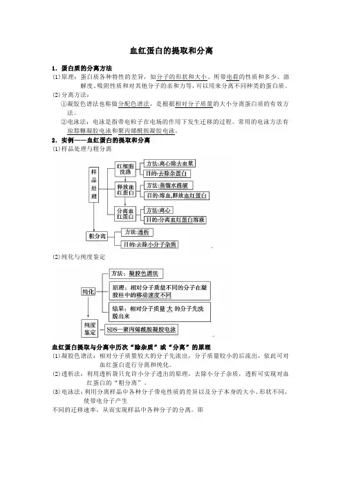 血红蛋白的提取和分离