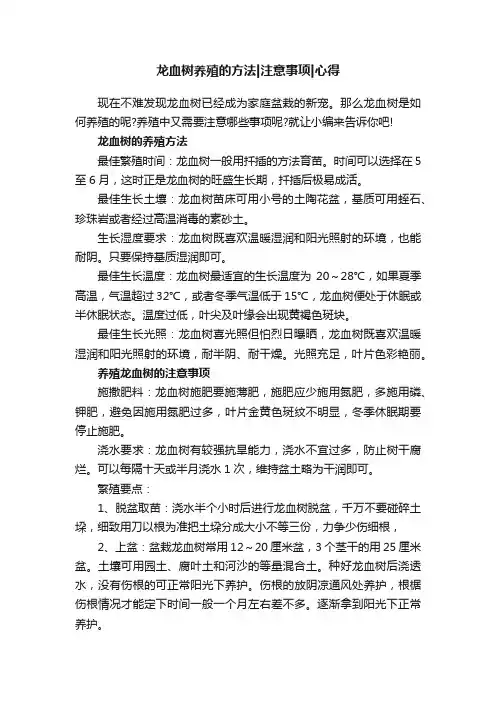龙血树养殖的方法注意事项心得