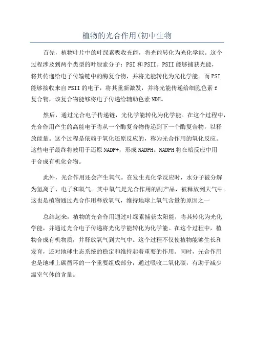 植物的光合作用(初中生物