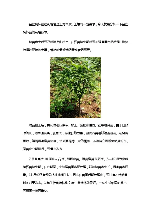 如何栽培金丝楠杯苗