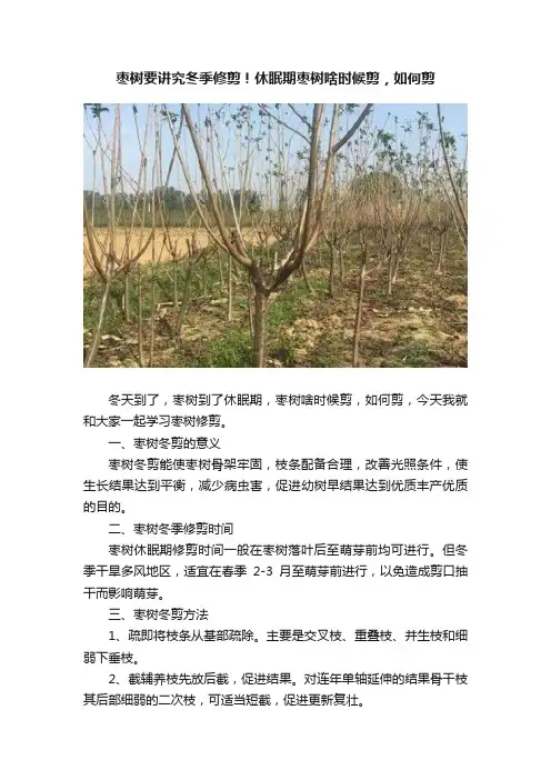 枣树要讲究冬季修剪！休眠期枣树啥时候剪，如何剪