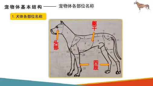 宠物体基本结构—宠物体各部位名称及方位术语(宠物解剖生理课件)