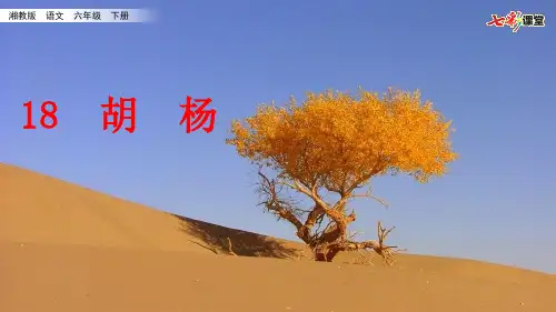 湘教版语文六年级下18胡杨