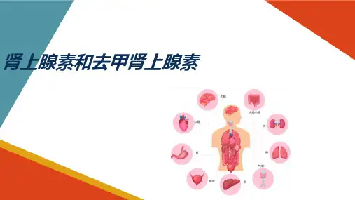 心血管系统—心血管活动的调节(生理学课件)