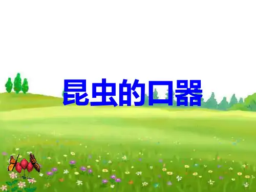 昆虫的口器课件