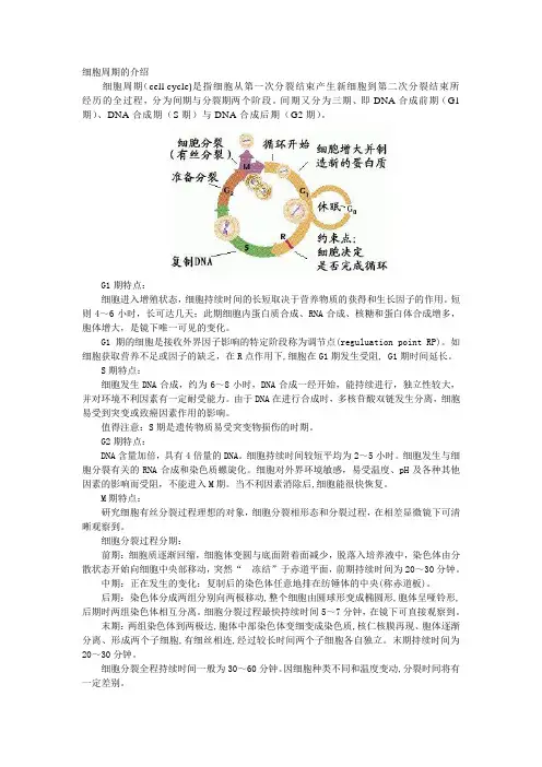 细胞周期的介绍