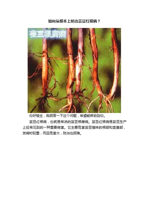 如何从根本上防治芸豆红根病？