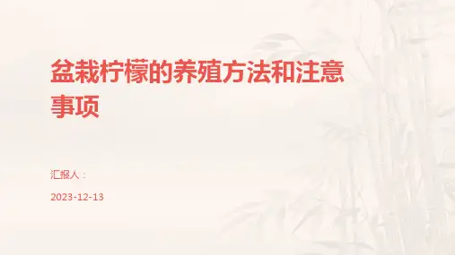 盆栽柠檬的养殖方法和注意事项