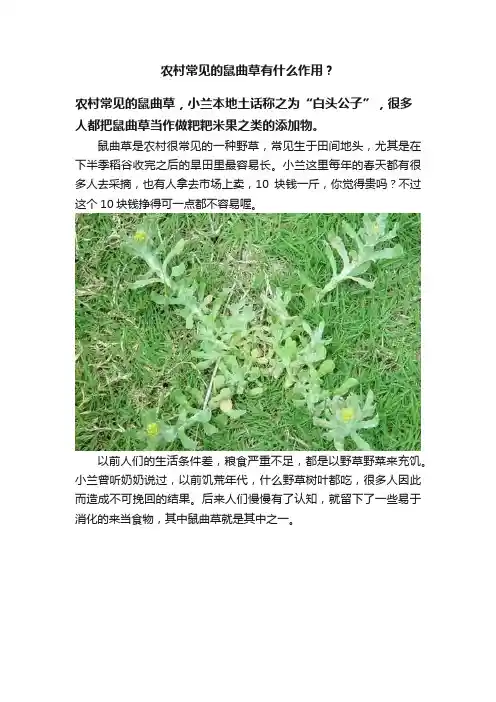 农村常见的鼠曲草有什么作用？