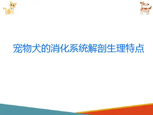 宠物犬饲养—宠物犬解剖生理特点