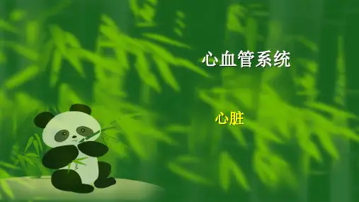 7.1.1 心脏 课件(共18张PPT)《畜禽解剖生理(第四版)》同步教学(高教版)