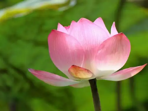 花卉与纹样讲解