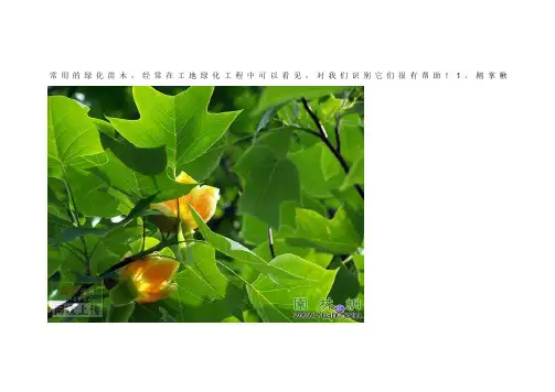 常用绿化树木识别