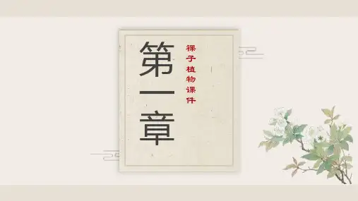 《裸子植物》课件