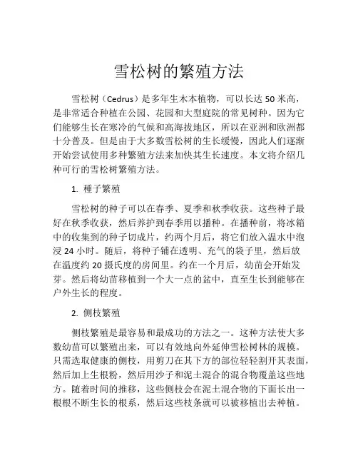 雪松树的繁殖方法