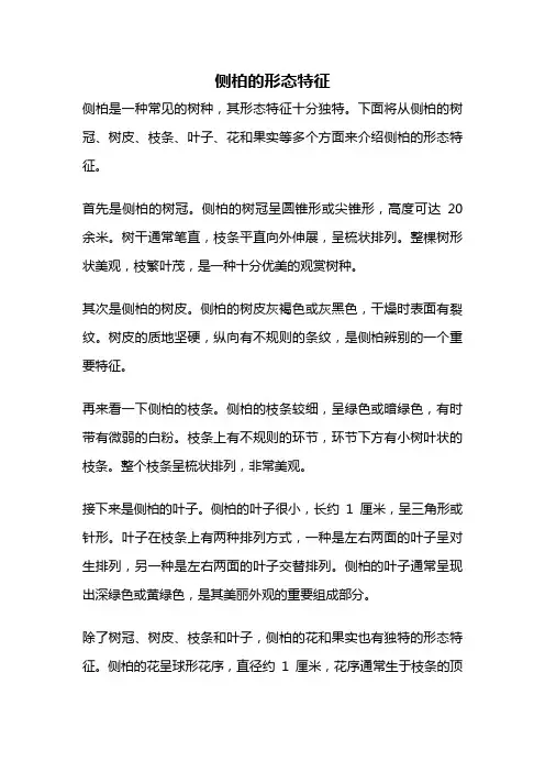 侧柏的形态特征