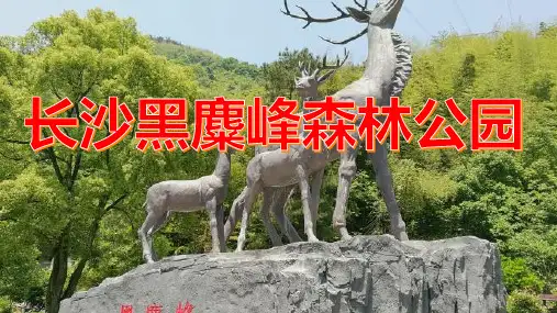 黑麋峰森林公园,垂钓休闲好去处!