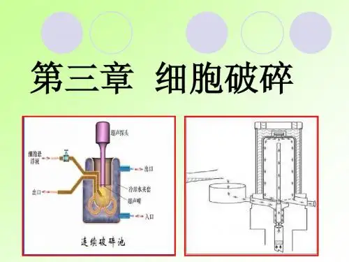 3.细胞的破碎--3