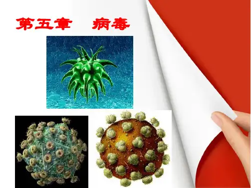 人教新课标八年级上册生物第五单元第五章病毒(人教版生物)