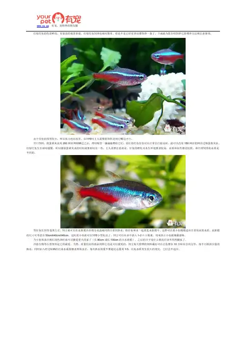 红绿灯鱼的正确喂养方法