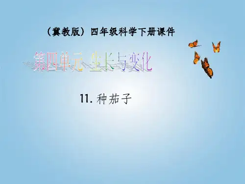 四年级科学下册种茄子及植物生长过程ppt课件