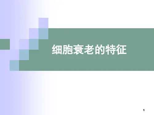 细胞衰老的特征ppt课件