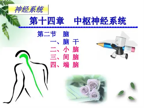解剖学神经系统小脑间脑端脑临床专业PPT课件