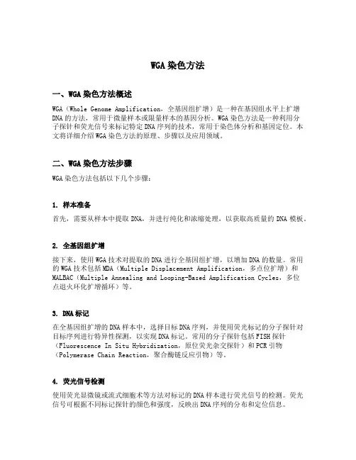 wga染色方法