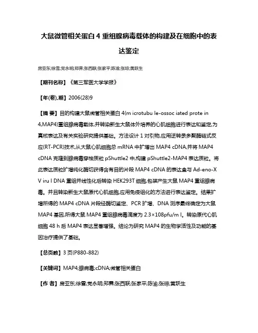 大鼠微管相关蛋白4重组腺病毒载体的构建及在细胞中的表达鉴定