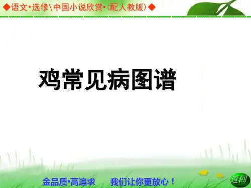 鸡常见病图谱