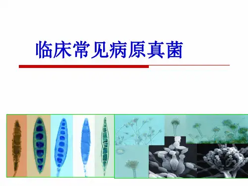 常见病原真菌精品PPT课件