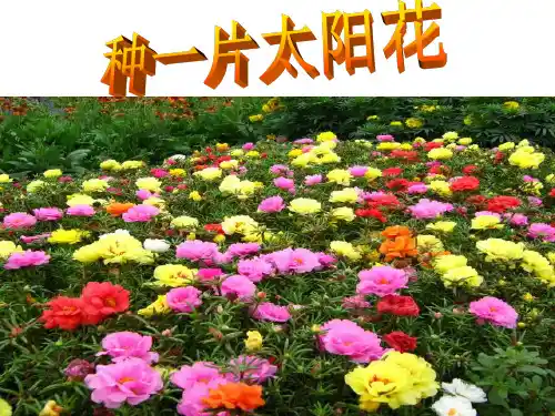 浙教版语文七年级下册《种一片太阳花》课件(共42张PPT) - 副本