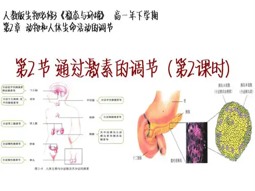 人教版生物必修三2.2《通过激素的调节》课件(第2课时)(共32张PPT)