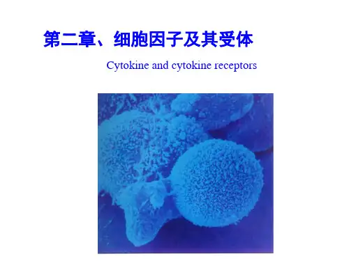 -细胞因子及其受体ppt课件