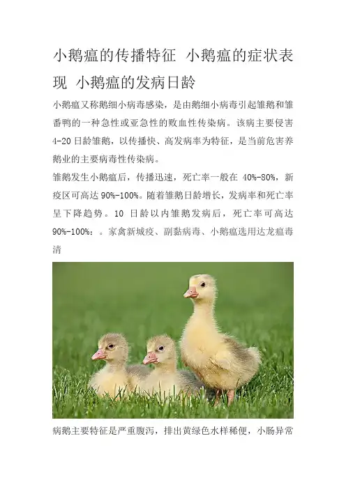 小鹅瘟的传播特征 小鹅瘟的症状表现 小鹅瘟的发病日龄