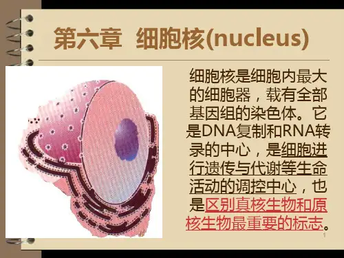 细胞核PPT课件